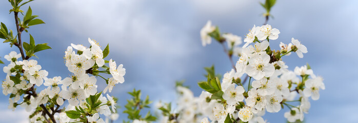 Branches of the flowering cherry tree against the cloudy sky