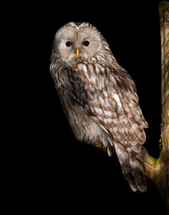 Isolated on black,  Ural owl, Strix uralensis, large nocturnal owl sitting on branch, looking at camera.
