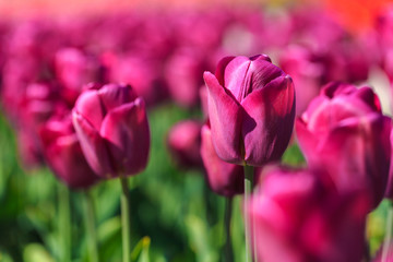 Closeup of pink tulips flowers with green leaves in the park outdoor.