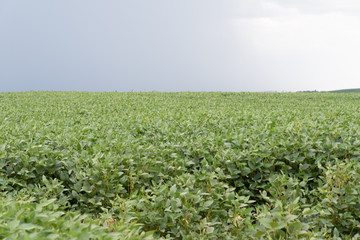 Soybean crop in the stage of grain maturation
