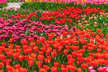 Colorful tulips in individual clubs in a flower garden or farm. spring