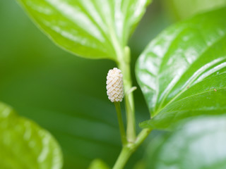 flower in the nature