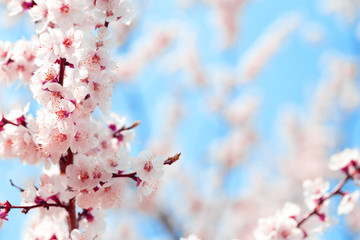 Blooming cherry sakura against blue sky