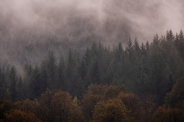 Extremely foggy day in woodland. Lots of trees with autumn colors  and moody atmosphere.