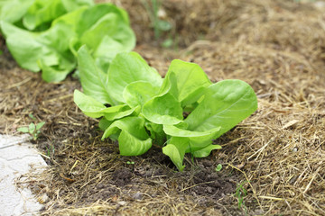 Salad grows in the garden under the open air. Growing green vegetables in organic gardening.