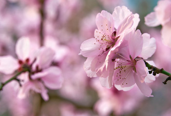 beautiful spring landscape - blooming trees, bright pink and white flowers as background