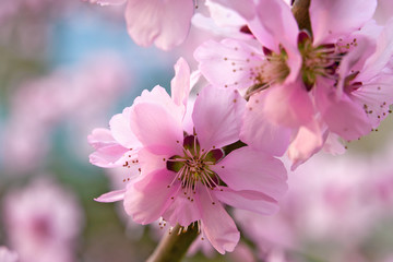beautiful spring landscape - blooming trees, bright pink and white flowers as background