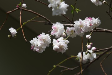 Prunus persica (Hana peach) / Rosaceae deciduous shrub.