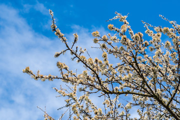 Frühlingsblüten am Baum - cherry