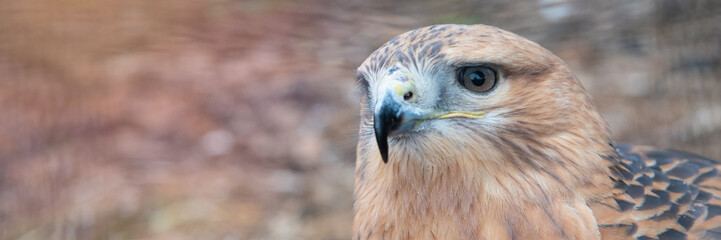 Buzzard buteo close up portrait raptor bird