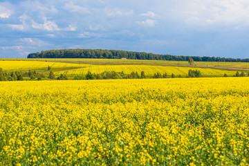 Obraz premium Beautiful yellow fields of blooming rapeseed in sunny weather in spring or summer. Landscape. Ecological culture. Biofuel.