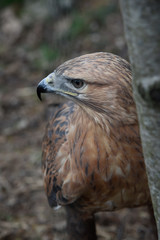 Buzzard buteo close up portrait raptor bird