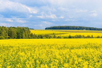 Obraz premium Beautiful yellow fields of blooming rapeseed in sunny weather in spring or summer. Landscape. Ecological culture. Biofuel.
