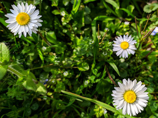 Daisy flower field blossom close-up