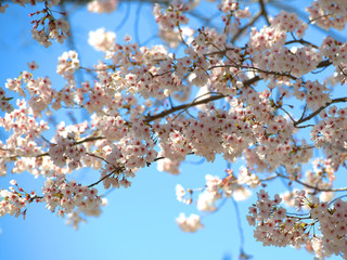 close up of japanese cherry tree blossom branch 