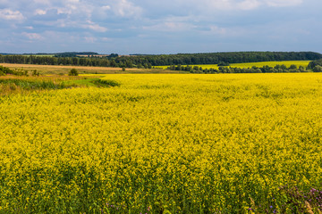 Obraz premium Beautiful yellow fields of blooming rapeseed in sunny weather in spring or summer. Landscape. Ecological culture. Biofuel.