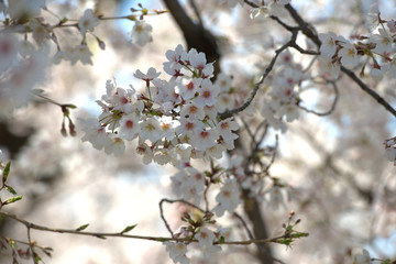 close up of japanese cherry tree blossom branch 
