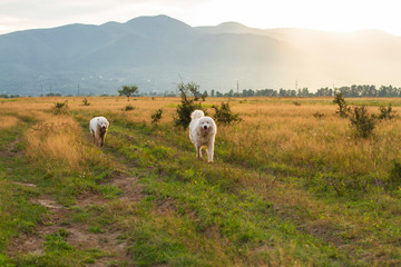 against the background of mountains a white dog