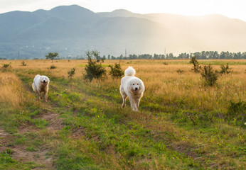 Fototapeta premium against the background of mountains a white dog