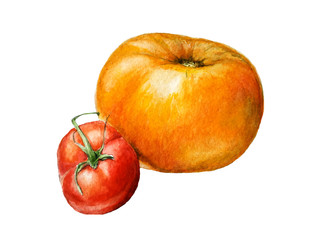 Watercolor food illustration of isolated red and yellow tomatoes against white background. Botanical icon/ menu decoration.