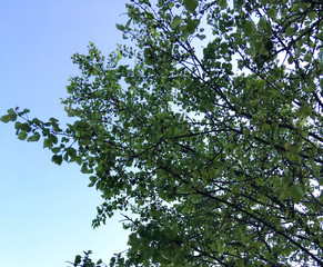 tops of apricot trees on a background of blue sky. green apricot trees in the garden