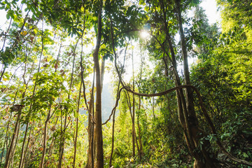 Fototapeta premium Beautiful view of the trees inside a green dense jungle, Laos, Asia