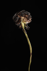 Withered flower. Withered flowers on black background. Dried flowers
