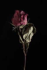 Withered flower. Withered flowers on black background. Dried flowers