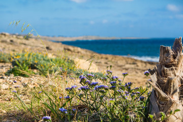 Fototapeta na wymiar Calming mediterranean seascape on Cyprus near Pafos city. Blue cloudy sky above the sea with purple flowers and stump.