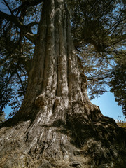 Fototapeta na wymiar View of old radiata pine trunk