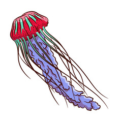 Multi-colored jellyfish isolated on white background. Medusa with long tentacles. Abstract image of an underwater inhabitant.Illustration in ink hand drawn style.
