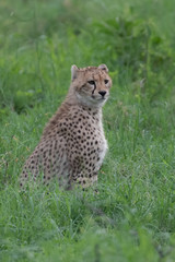 Cheetah slim (Acinonyx jubatus) cat sitting in the tall grass of Africa Botswana
