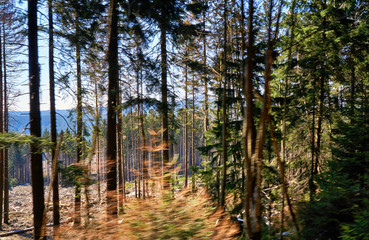 Naklejka premium View of a blurred forest. Dynamics through motion blur.