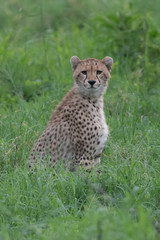 Cheetah slim (Acinonyx jubatus) cat sitting in the tall grass of Africa Botswana