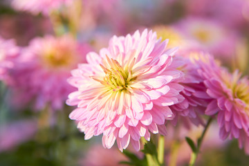 Fototapeta premium bright pink flower with blurred background,flower petals in the sun in the garden with a beautiful bokeh