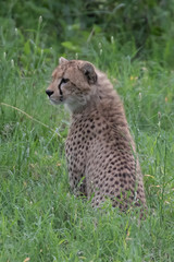 Cheetah slim (Acinonyx jubatus) cat sitting in the tall grass of Africa Botswana