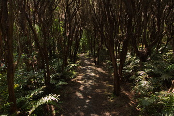 Hiking track from Bluff Hill to Lookout Point in Bluff, Southland on South Island of New Zealand