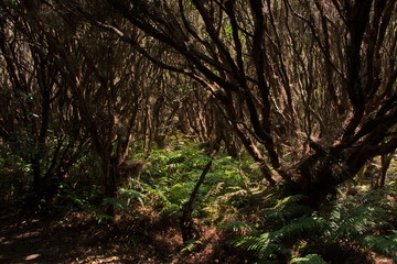 Hiking track from Bluff Hill to Lookout Point in Bluff, Southland on South Island of New Zealand
