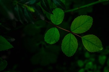 leaves on green background