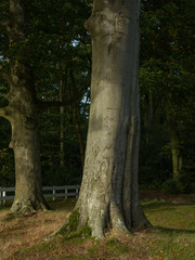 Beech tree. Autumn. Fall. Netherlands. Dickeninge De Wijk 