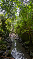 Fototapeta na wymiar River in the jungle. green natural background