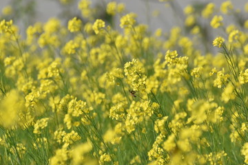 Obraz premium selective focus on a mustard flower in a wide open field with a bee sitting on it