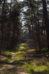 path trough the forest with beautiful light