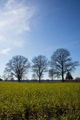 Fototapeta na wymiar trees in a field with bright blue sky