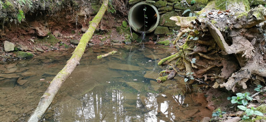 Wasserstelle im Wald