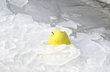 ripe apple in the ice and sparkle snow