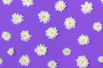 White chrysanthemums on violet background.