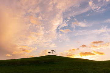 Irish landscape. Ireland. The lonely tree. Isolated tree on the top of a hill. Cloudscape.