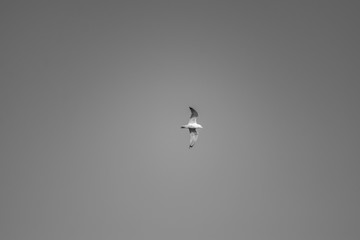 seagull flying in the sky