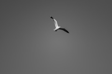 seagull flying in the sky